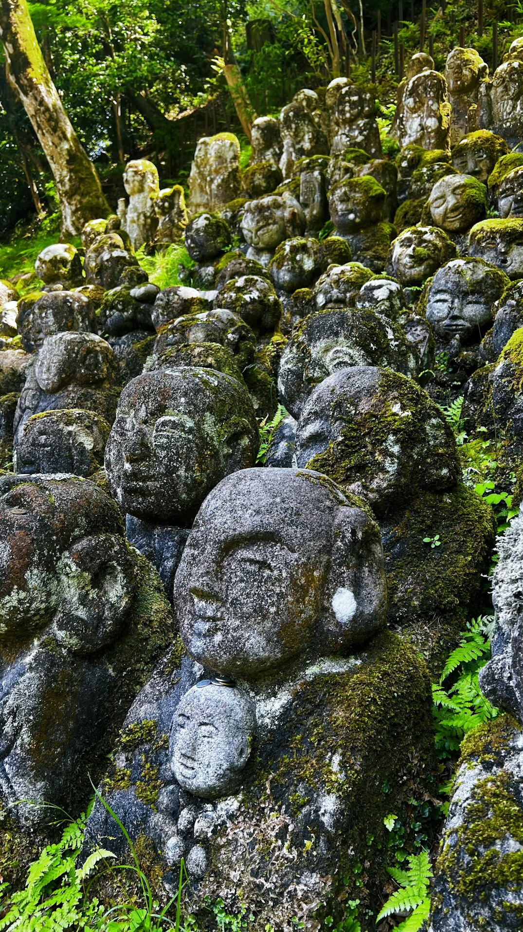 japan hidden gem forest