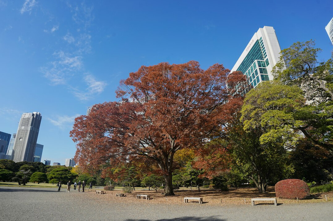 tokyo park bench